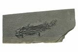 Devonian Lobe-Finned Fish (Osteolepis) Fossil - Scotland #243498-1
